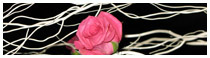 decoratrice etalagiste